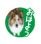 シェルティーももちゃんの実写スタンプ（個別スタンプ：9）