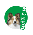 シェルティーももちゃんの実写スタンプ（個別スタンプ：10）
