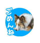 シェルティーももちゃんの実写スタンプ（個別スタンプ：13）