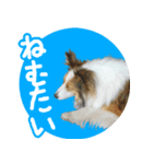 シェルティーももちゃんの実写スタンプ（個別スタンプ：16）