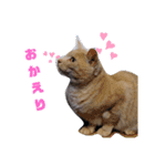 こんな日もあるだろうねこ（個別スタンプ：1）