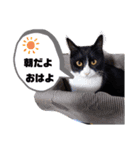 こんな日もあるだろうねこ（個別スタンプ：2）