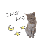 こんな日もあるだろうねこ（個別スタンプ：4）
