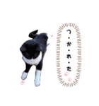 こんな日もあるだろうねこ（個別スタンプ：7）