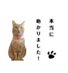 こんな日もあるだろうねこ（個別スタンプ：11）