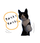 こんな日もあるだろうねこ（個別スタンプ：15）