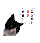 こんな日もあるだろうねこ（個別スタンプ：17）