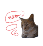 こんな日もあるだろうねこ（個別スタンプ：20）