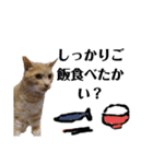 こんな日もあるだろうねこ（個別スタンプ：21）