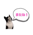 こんな日もあるだろうねこ（個別スタンプ：23）