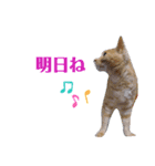 こんな日もあるだろうねこ（個別スタンプ：25）