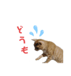 こんな日もあるだろうねこ（個別スタンプ：27）