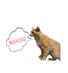 こんな日もあるだろうねこ（個別スタンプ：28）