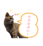 こんな日もあるだろうねこ（個別スタンプ：29）