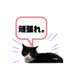 こんな日もあるだろうねこ（個別スタンプ：31）