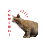こんな日もあるだろうねこ（個別スタンプ：32）