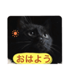 僕、ぎん太君です（個別スタンプ：1）