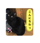 僕、ぎん太君です（個別スタンプ：2）