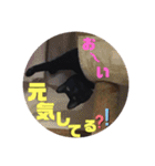 僕、ぎん太君です（個別スタンプ：6）