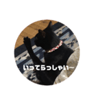 僕、ぎん太君です（個別スタンプ：9）
