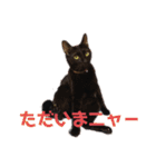 僕、ぎん太君です（個別スタンプ：10）