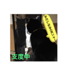 僕、ぎん太君です（個別スタンプ：11）