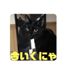 僕、ぎん太君です（個別スタンプ：12）
