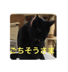僕、ぎん太君です（個別スタンプ：15）
