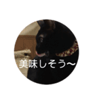 僕、ぎん太君です（個別スタンプ：16）