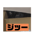 僕、ぎん太君です（個別スタンプ：19）