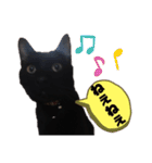 僕、ぎん太君です（個別スタンプ：20）