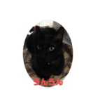 僕、ぎん太君です（個別スタンプ：24）