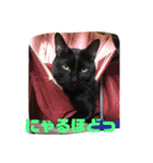 僕、ぎん太君です（個別スタンプ：29）