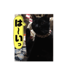 僕、ぎん太君です（個別スタンプ：31）