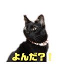 僕、ぎん太君です（個別スタンプ：32）