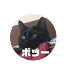 僕、ぎん太君です（個別スタンプ：33）