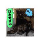 僕、ぎん太君です（個別スタンプ：36）