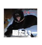 僕、ぎん太君です（個別スタンプ：37）