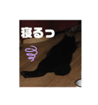 僕、ぎん太君です（個別スタンプ：39）