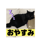 僕、ぎん太君です（個別スタンプ：40）