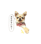 ヨーキー x チワワ（個別スタンプ：1）