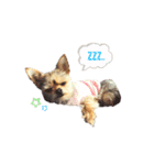 ヨーキー x チワワ（個別スタンプ：2）