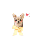 ヨーキー x チワワ（個別スタンプ：7）