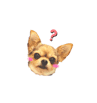 ヨーキー x チワワ（個別スタンプ：8）