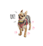 ヨーキー x チワワ（個別スタンプ：14）