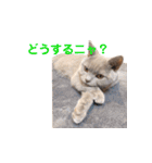 《実写》もふもふ猫のハリー。（個別スタンプ：11）