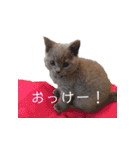 《実写》もふもふ猫のハリー。（個別スタンプ：15）