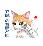 プレアデス館 ねこスタンプ40（個別スタンプ：36）