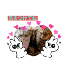 安岡家のペット①（個別スタンプ：4）
