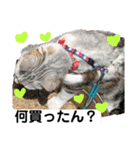安岡家のペット①（個別スタンプ：11）